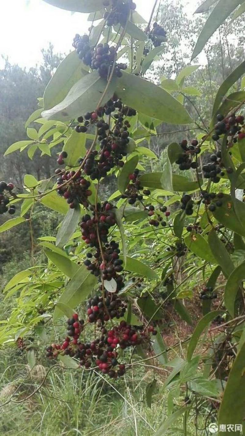 土茯苓种子野生土茯苓种子野生土茯苓种子新采冷饭团土茯苓