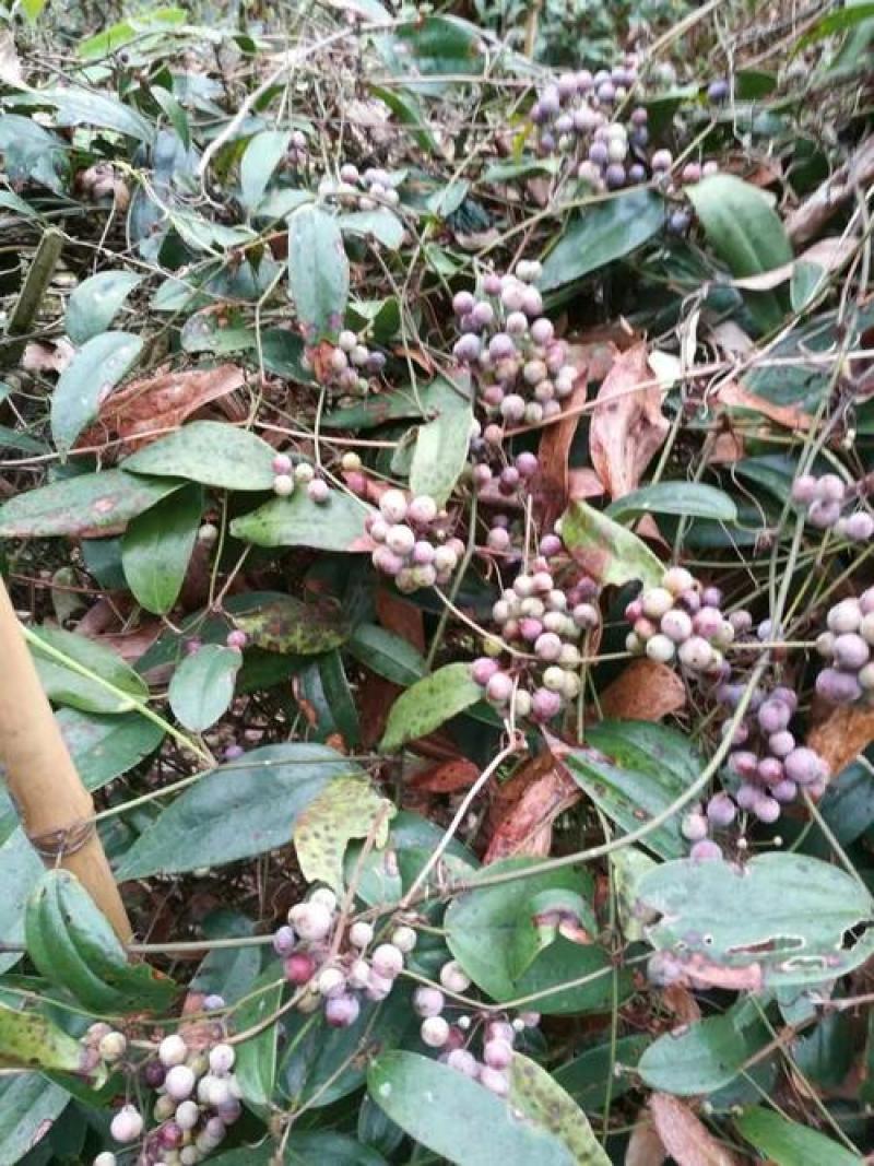土茯苓种子野生土茯苓种子野生土茯苓种子新采冷饭团土茯苓