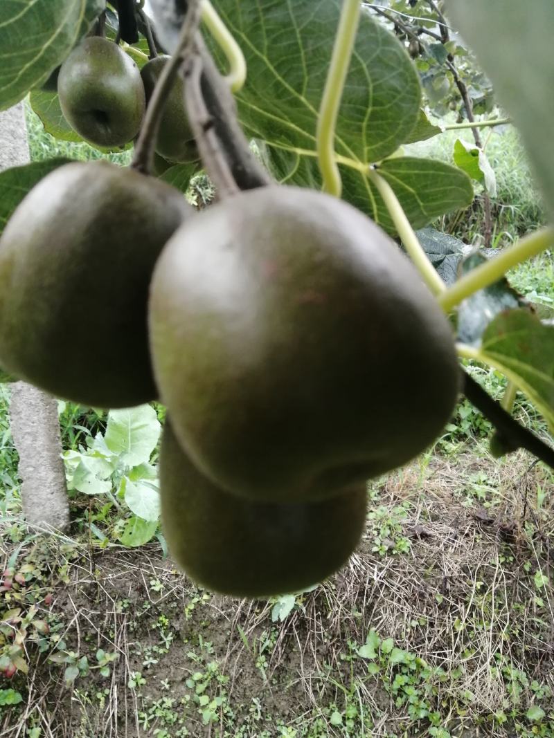 红心猕猴桃，应季水果大量上市，产地直供量大优惠欢迎来电