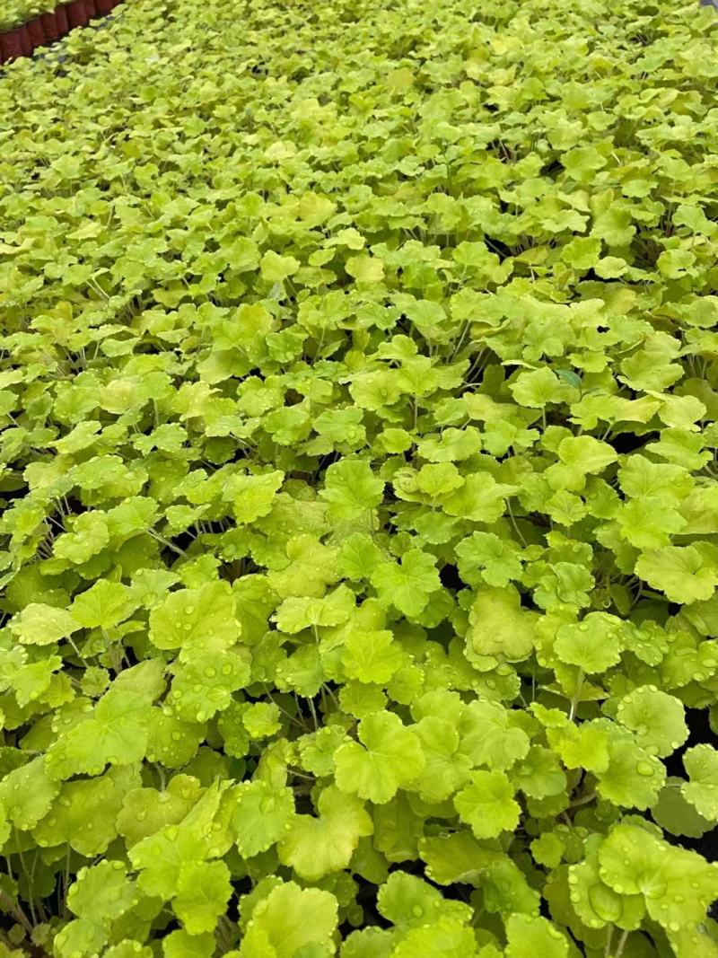 营养杯矾根高25厘米冠25厘米杯子13/15厘米
