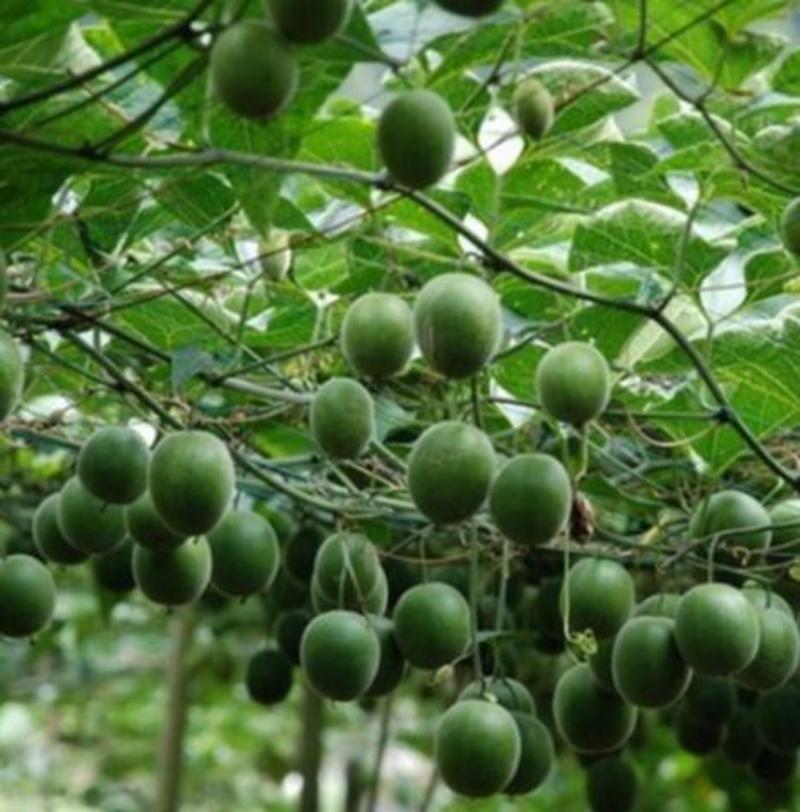 新采罗汉果种子药材种子室外室内盆栽拉汗果神仙果种子