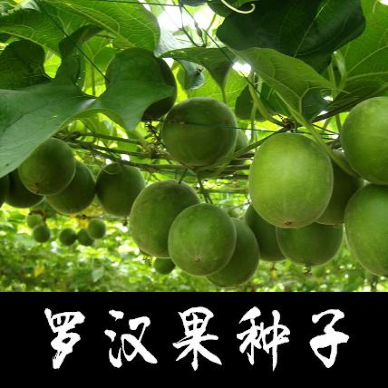新采罗汉果种子药材种子室外室内盆栽拉汗果神仙果种子