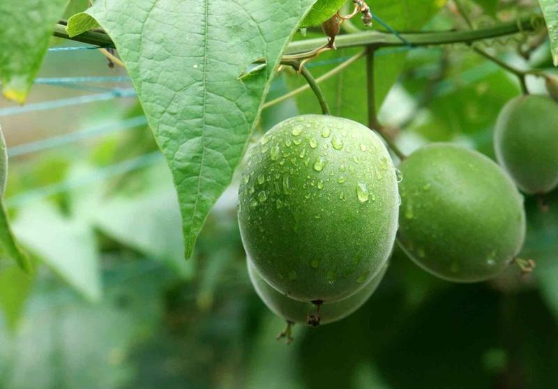 新采罗汉果种子药材种子室外室内盆栽拉汗果神仙果种子