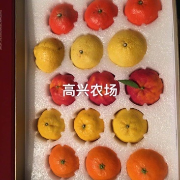 媛红碰柑枝条媛红碰柑柑橘苗象山新品柑橘