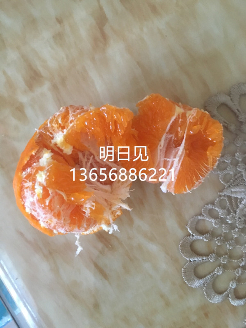 明日见柑橘苗象山正宗柑橘苗明日见枝条