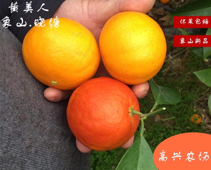 黄美人苗木爱媛68枝条象山晓塘新品柑橘正宗