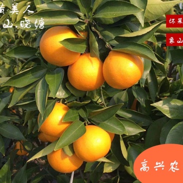 黄美人苗木爱媛68枝条象山晓塘新品柑橘正宗