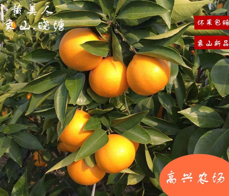 黄美人苗木爱媛68枝条象山晓塘新品柑橘正宗