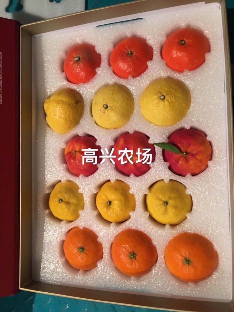 象山红美人柑橘苗正宗红美人苗高兴农场提供