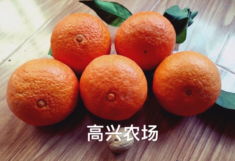 象山红美人柑橘苗正宗红美人苗高兴农场提供