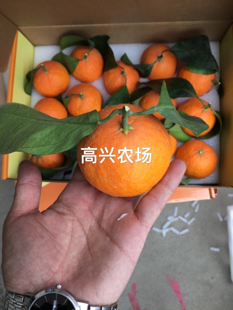 象山红美人柑橘苗正宗红美人苗高兴农场提供