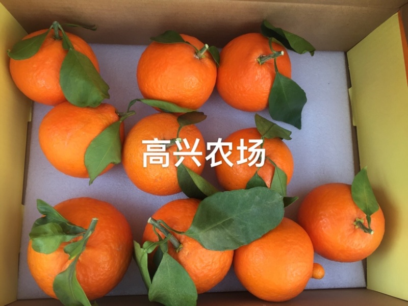 象山红美人柑橘苗正宗红美人苗高兴农场提供