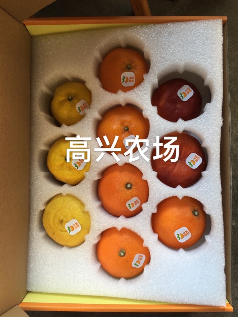 象山红美人柑橘苗正宗红美人苗高兴农场提供