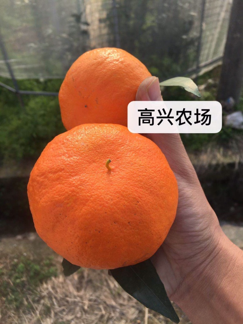 明日见柑橘象山明日见橘子象山高糖度品种