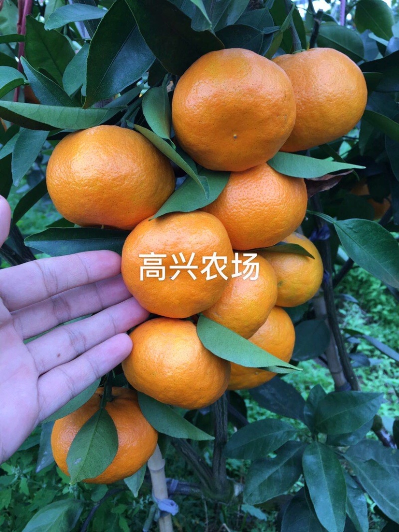 明日见柑橘象山明日见橘子象山高糖度品种