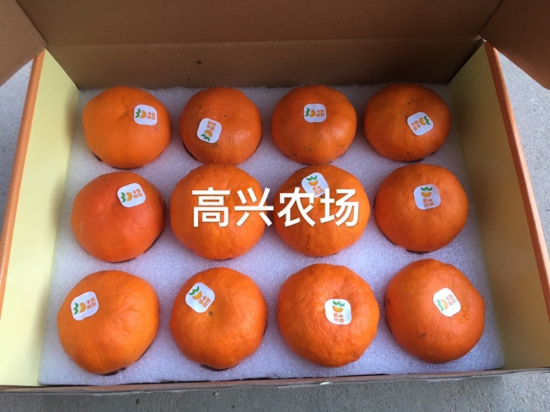 明日见柑橘象山明日见橘子象山高糖度品种