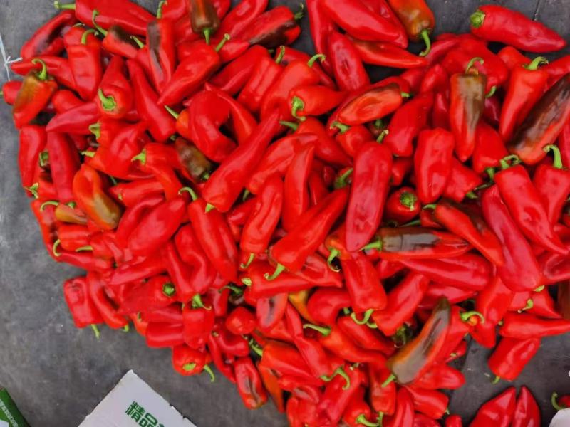 大量供应大棚红泡椒美人椒大量有货持续到11月底