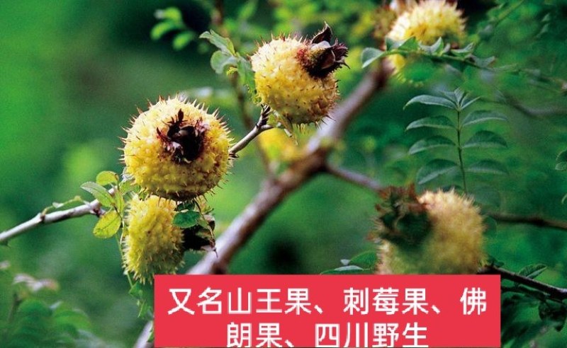 四川野生刺梨刺莓果、佛朗果、茨梨木梨子别名刺菠萝