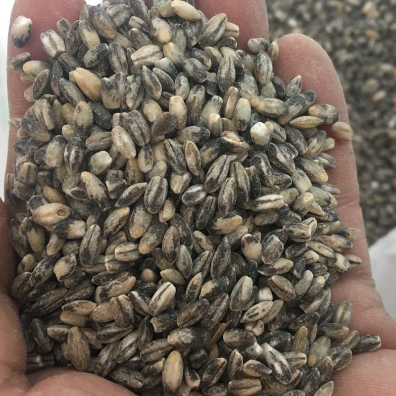 【青海发货】青稞米黑青稞白青稞蓝青稞米青稞米10斤装包邮