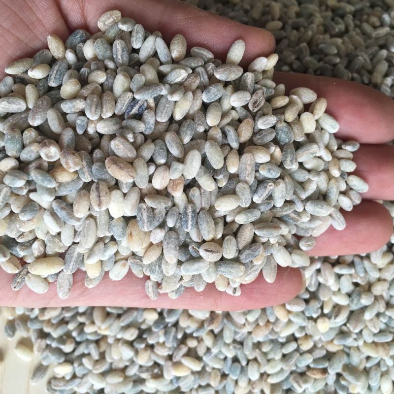 【青海发货】青稞米黑青稞白青稞蓝青稞米青稞米10斤装包邮
