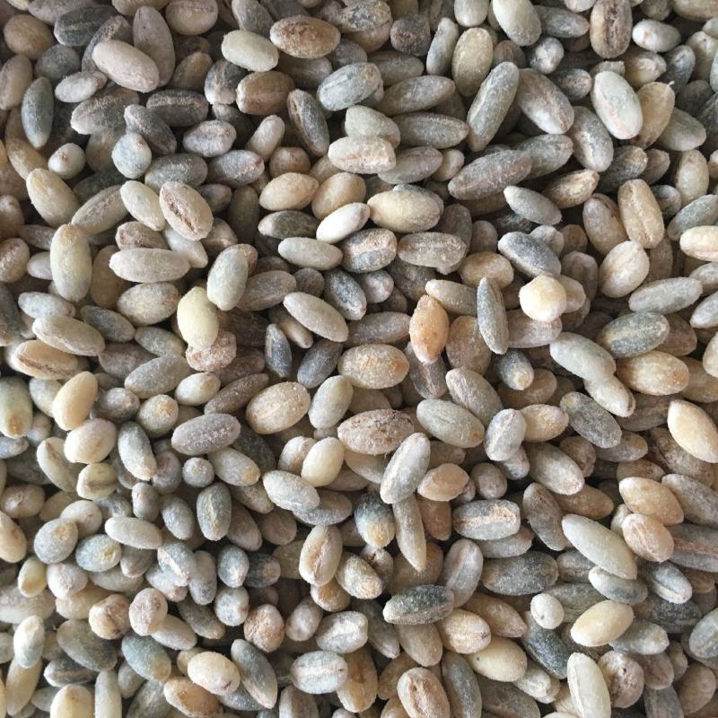 【青海发货】青稞米黑青稞白青稞蓝青稞米青稞米10斤装包邮