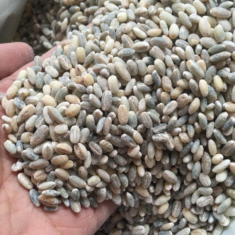 【青海发货】青稞米黑青稞白青稞蓝青稞米青稞米10斤装包邮