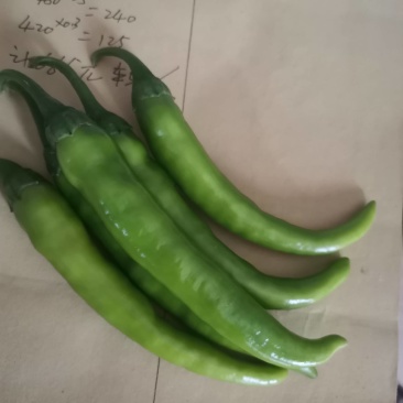 精品辣椒，尖椒大量上市