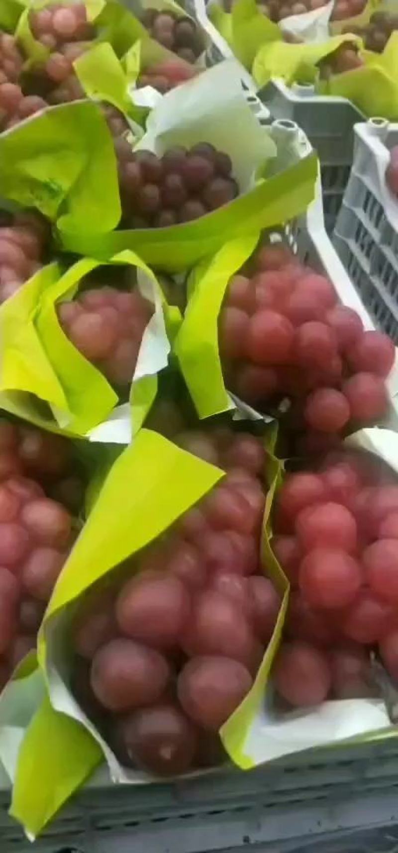 巨峰葡萄