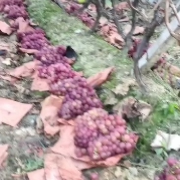巨峰葡萄