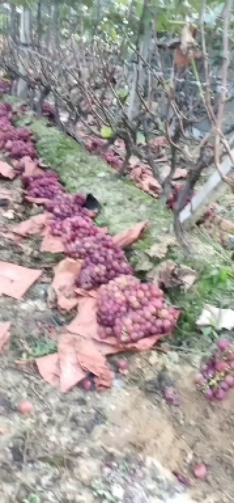 巨峰葡萄