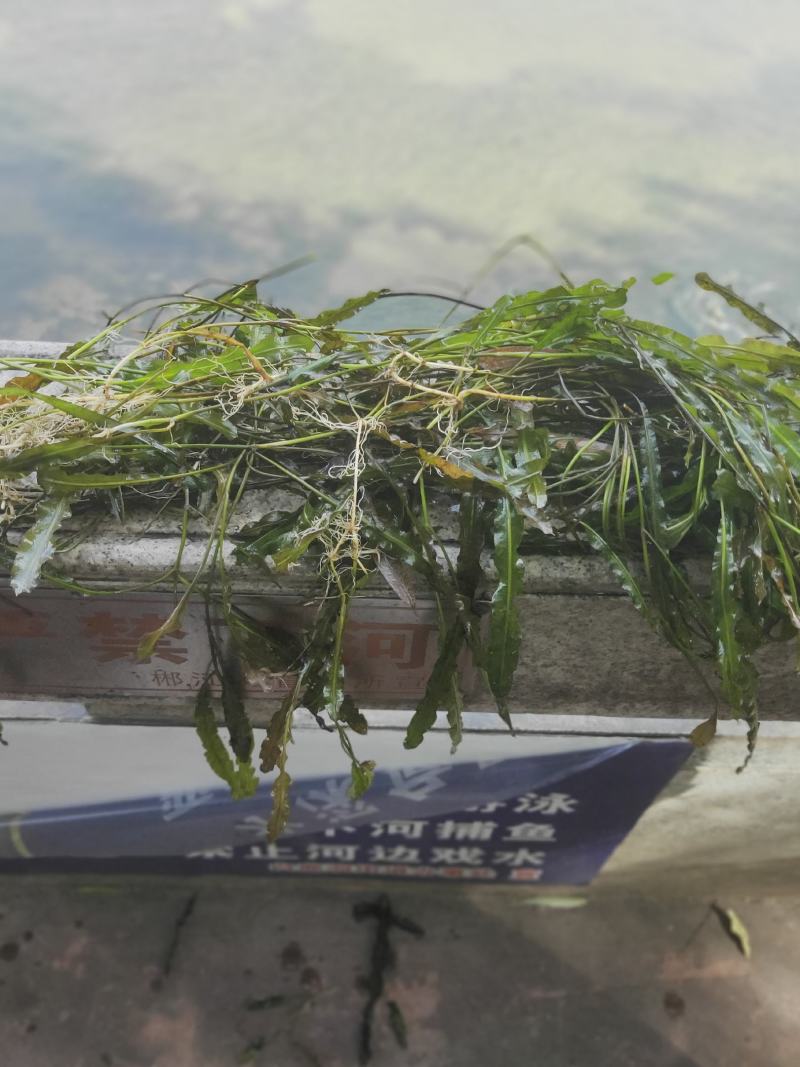 苦草