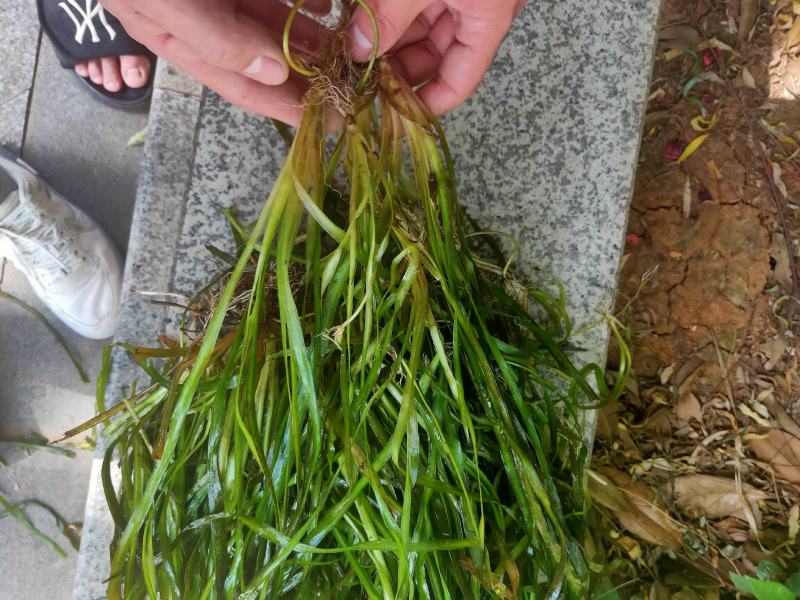 苦草