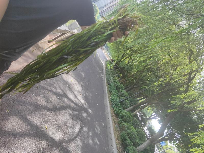 苦草