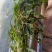 苦草
