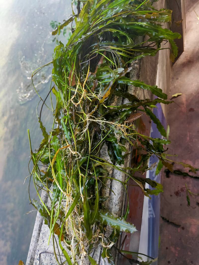 苦草