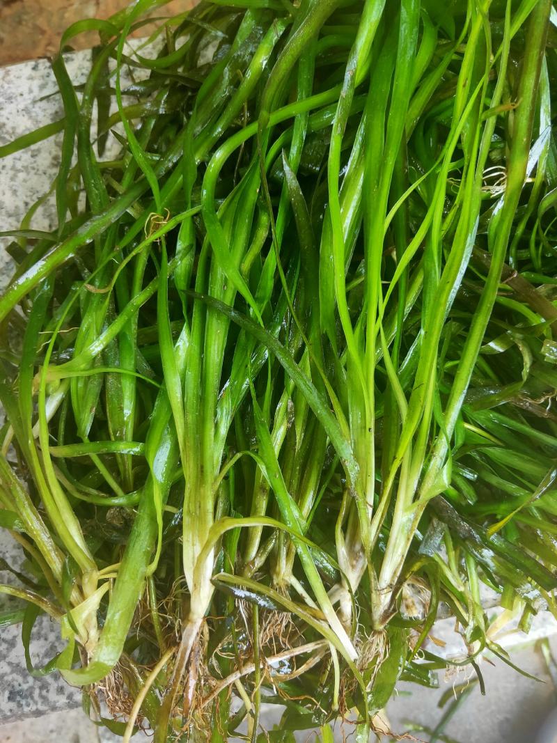 苦草