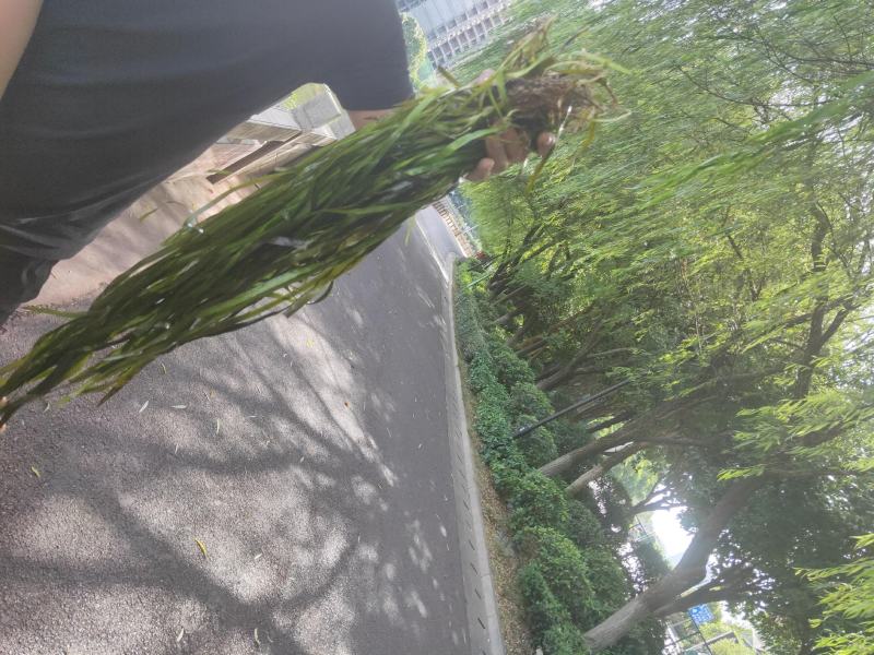 苦草
