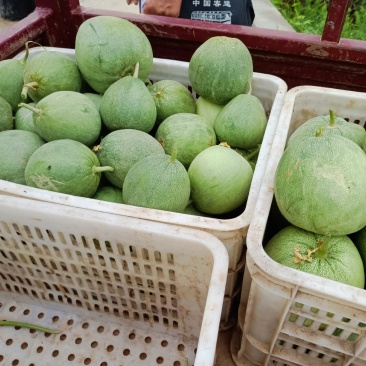 绿宝