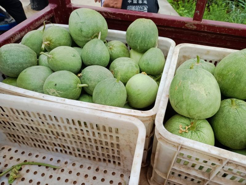绿宝
