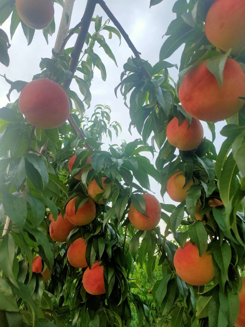 平谷离核桃