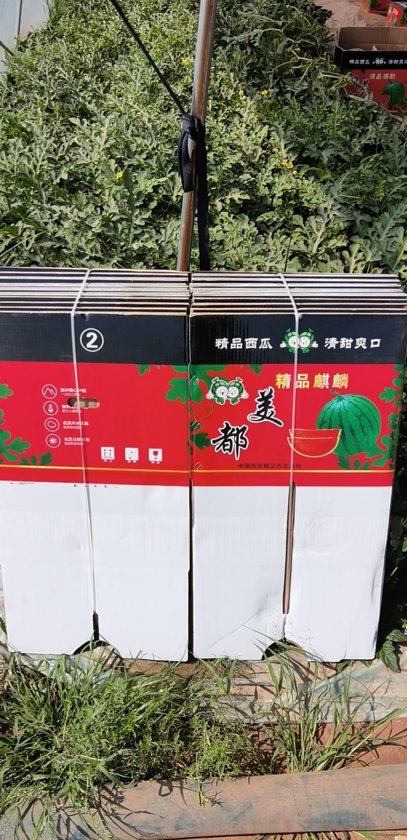 无籽美都，量大从优，基地直接供货，口感，甜度到位