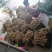 刚刚出来的