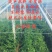 大棚膜棚膜精品5+1水晶po膜高透光高保温消雾流滴