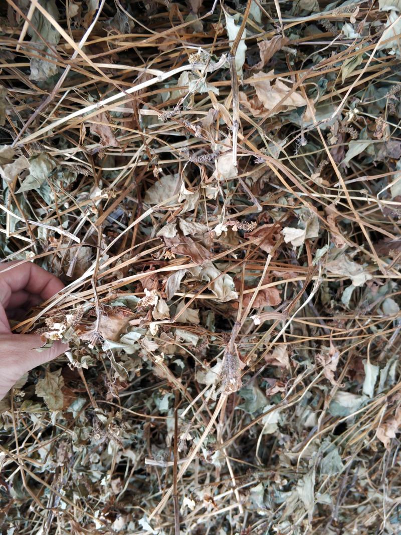 湖北鱼腥草干叶大量上市基地直供可视频看货