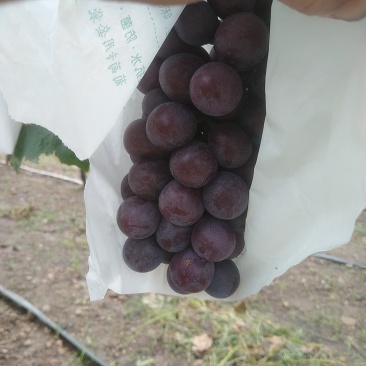 二十亩夏黑大量上市