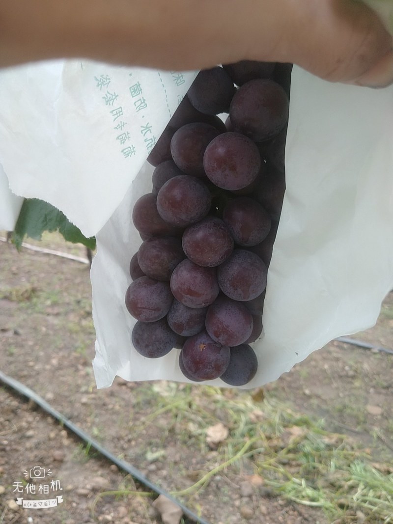 二十亩夏黑大量上市