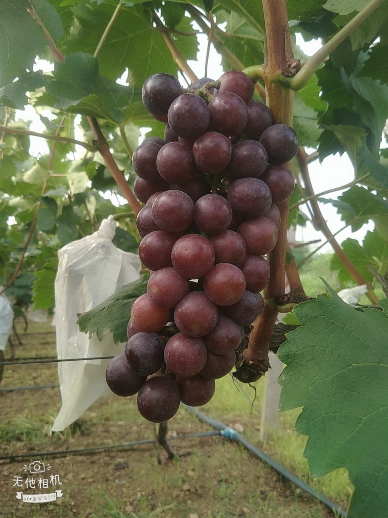 二十亩夏黑大量上市