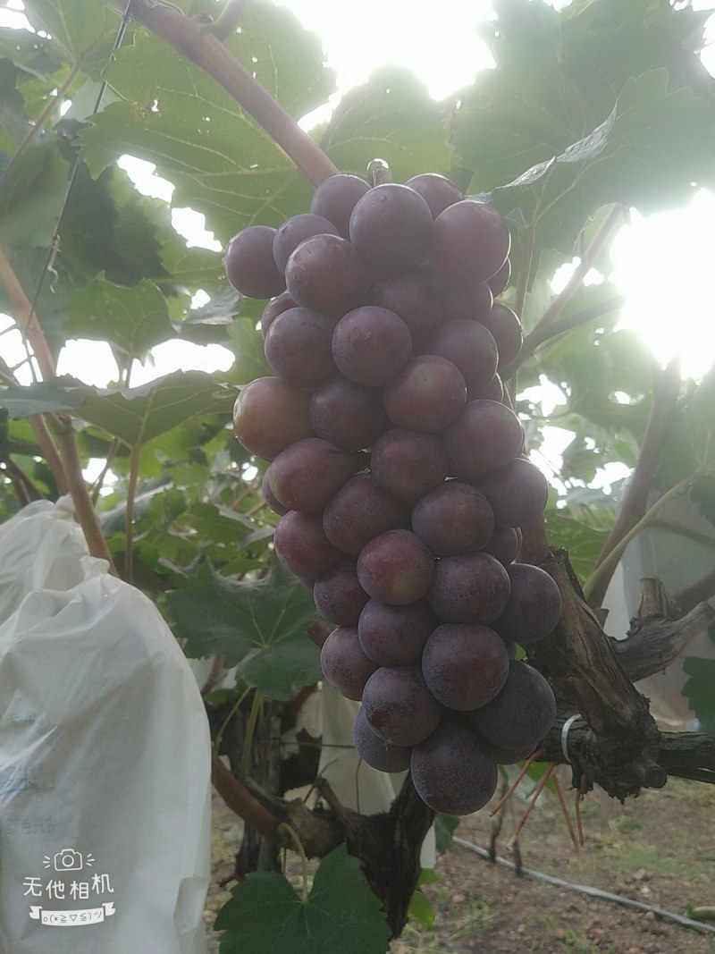 二十亩夏黑大量上市