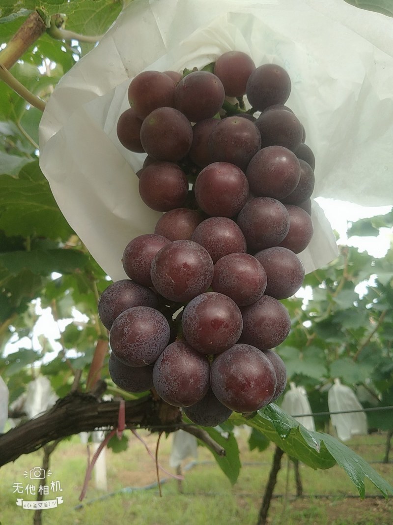二十亩夏黑大量上市