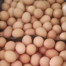 新鲜鸡蛋出售